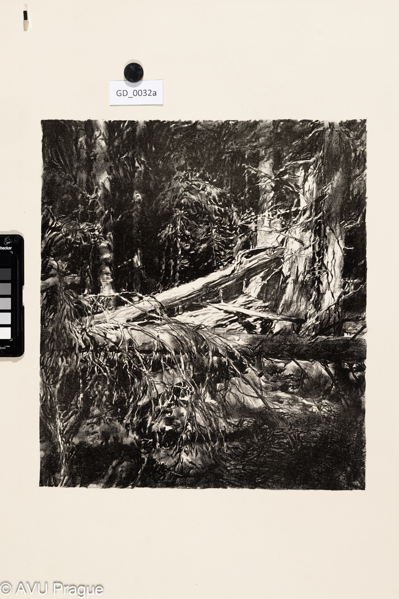 Heinrich Hönich, Urwald - Prales,1917,Litografie,37,6 x 33,2, papír - 67,5 x 52,4,Hönich- Zehn Litographie von Heinrich Hönich