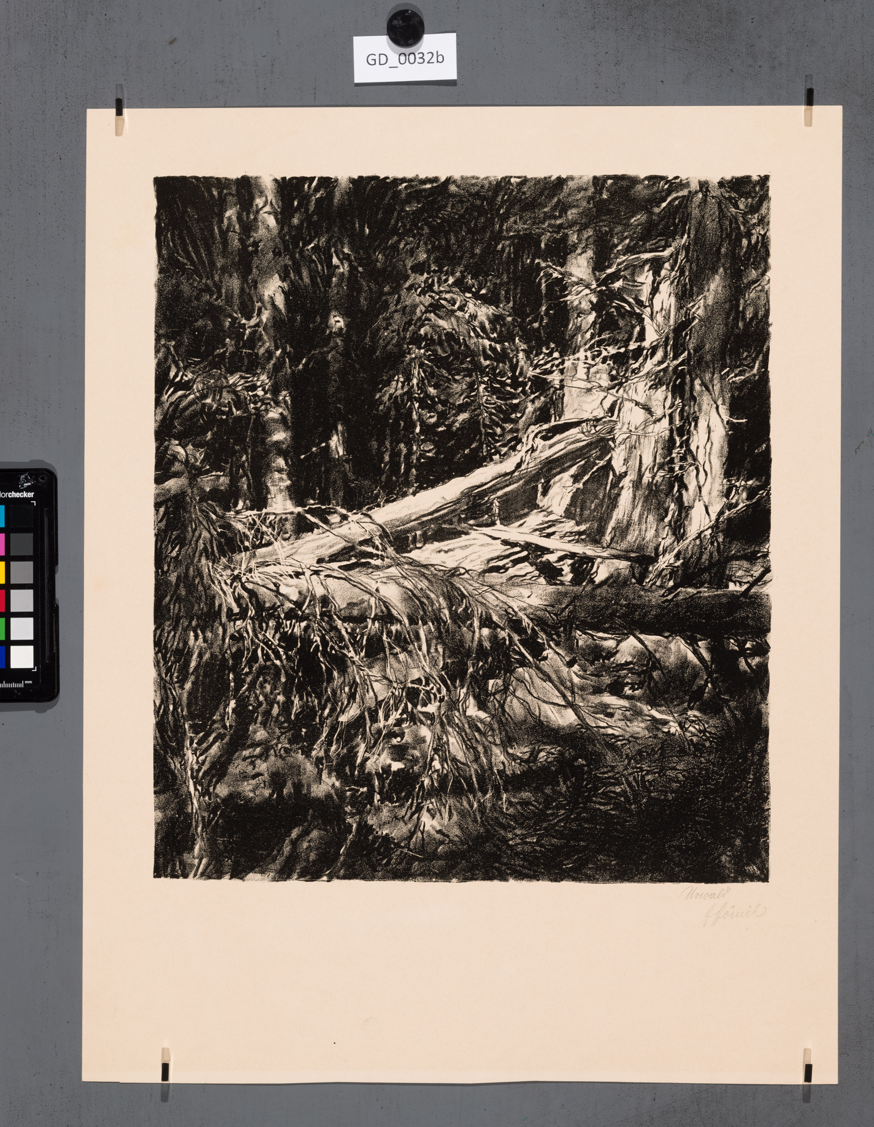 Heinrich Hönich, Urwald - Prales,1917,Litografie,37,6 x 33,2, papír - 52 x 40,3, Hönich- Zehn Litographie von Heinrich Hönich