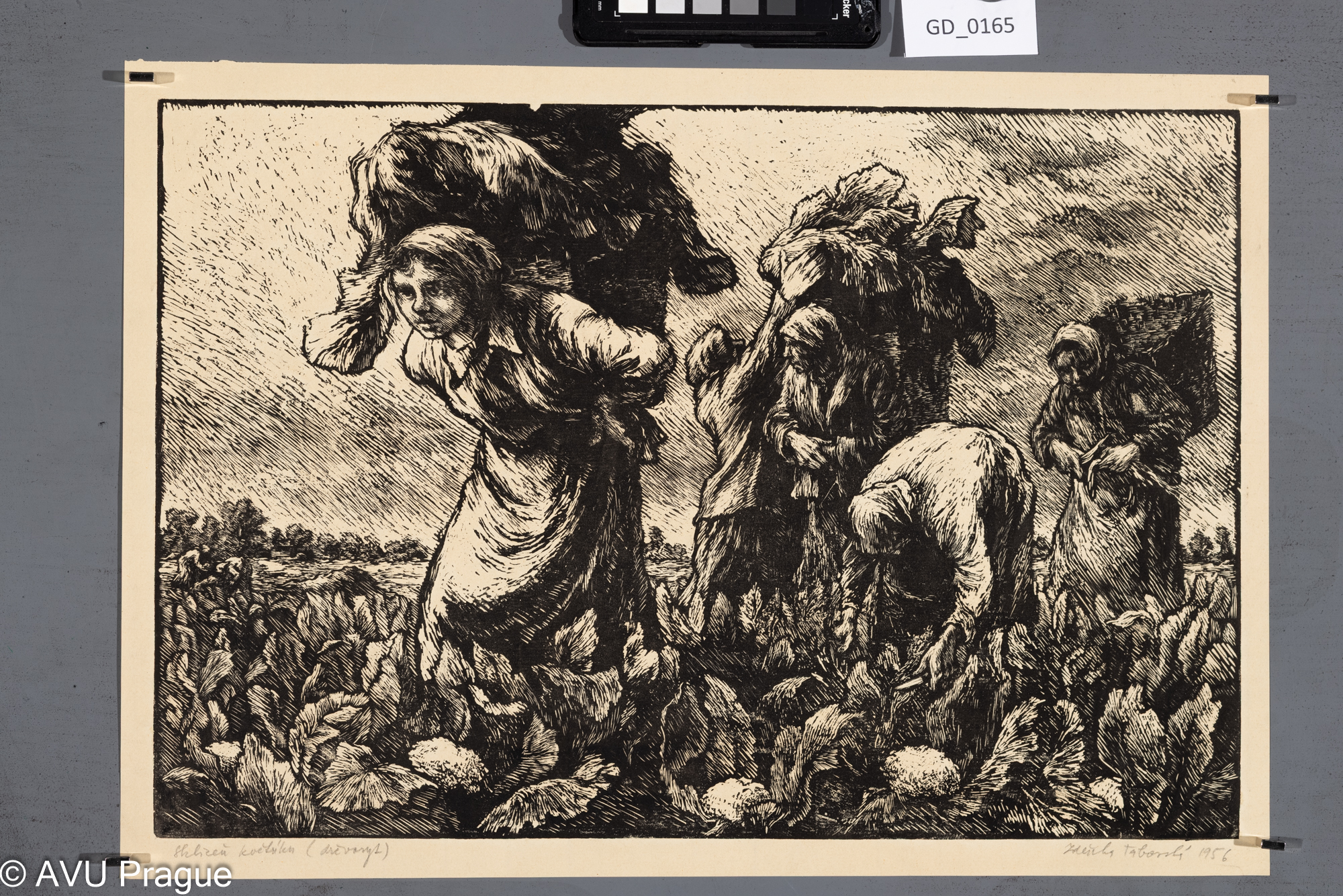 Zdeňka Táborská; Sklizeň pole;Dřevoryt; 29,9 x 44,4; 33 x 46,8;Silovský