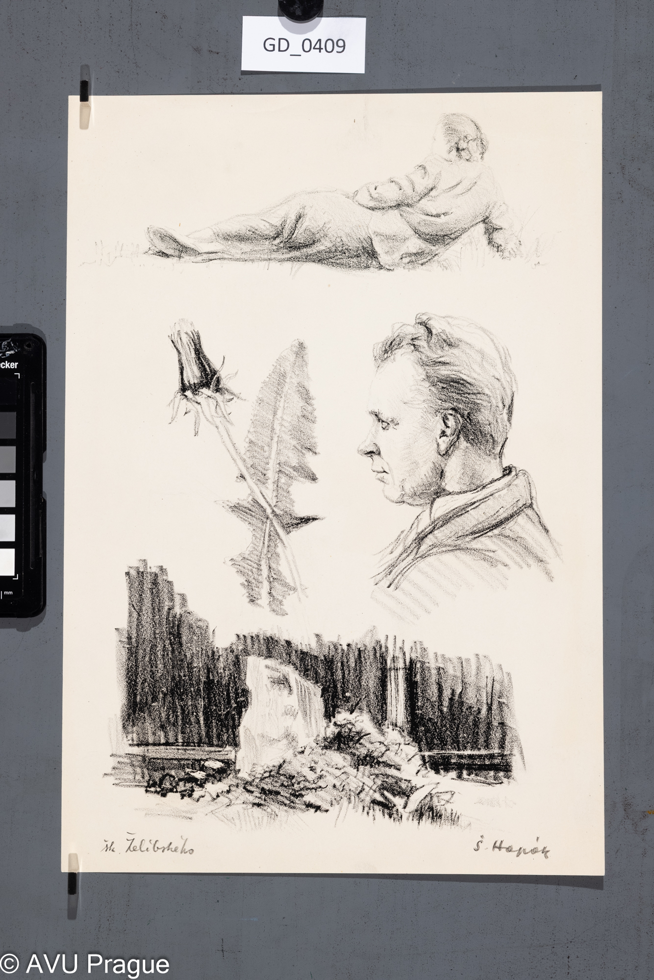 Š. Hapák ?Studijní kresby - hlava, přírodniny, Litografie, 34,5 x 23,7,Želibského