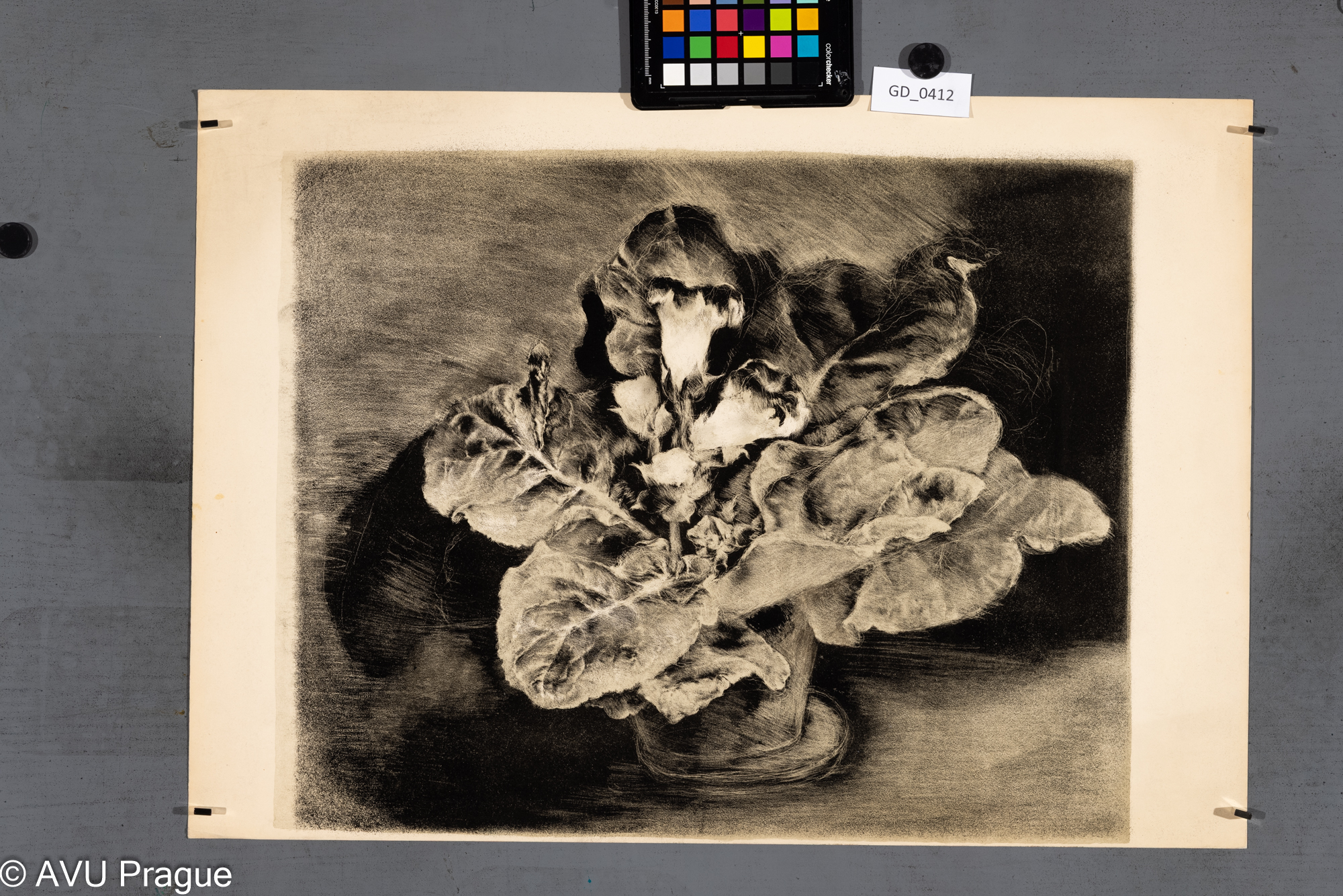 Neurčen, Zátiší - květina, Litografie - šrábaná, 38,9 x 47,9,42 x 59,3