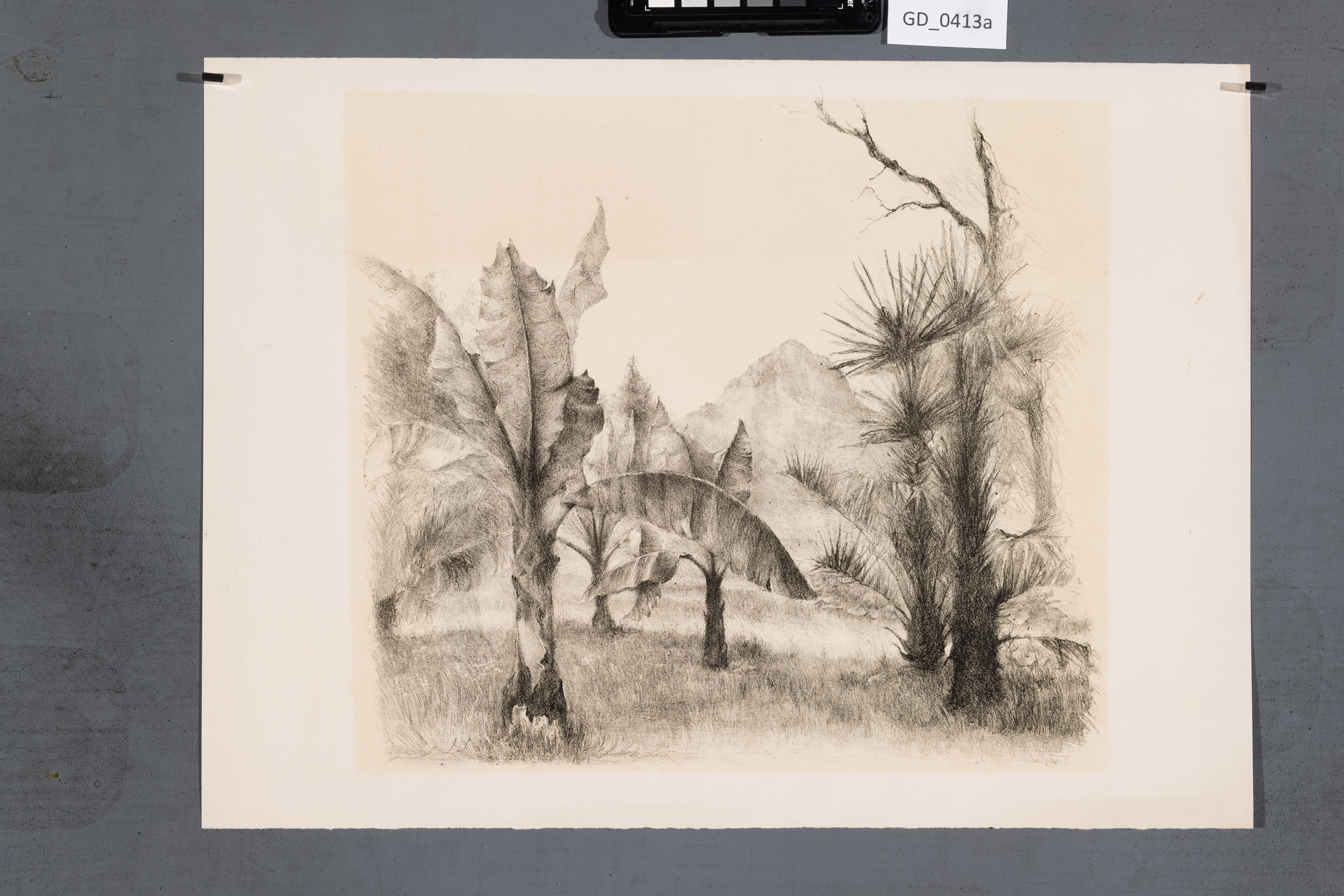Neurčen, Krajina s banánovníky,Litografie - podtisk, 31,1 x 34,7,35,2 x 48