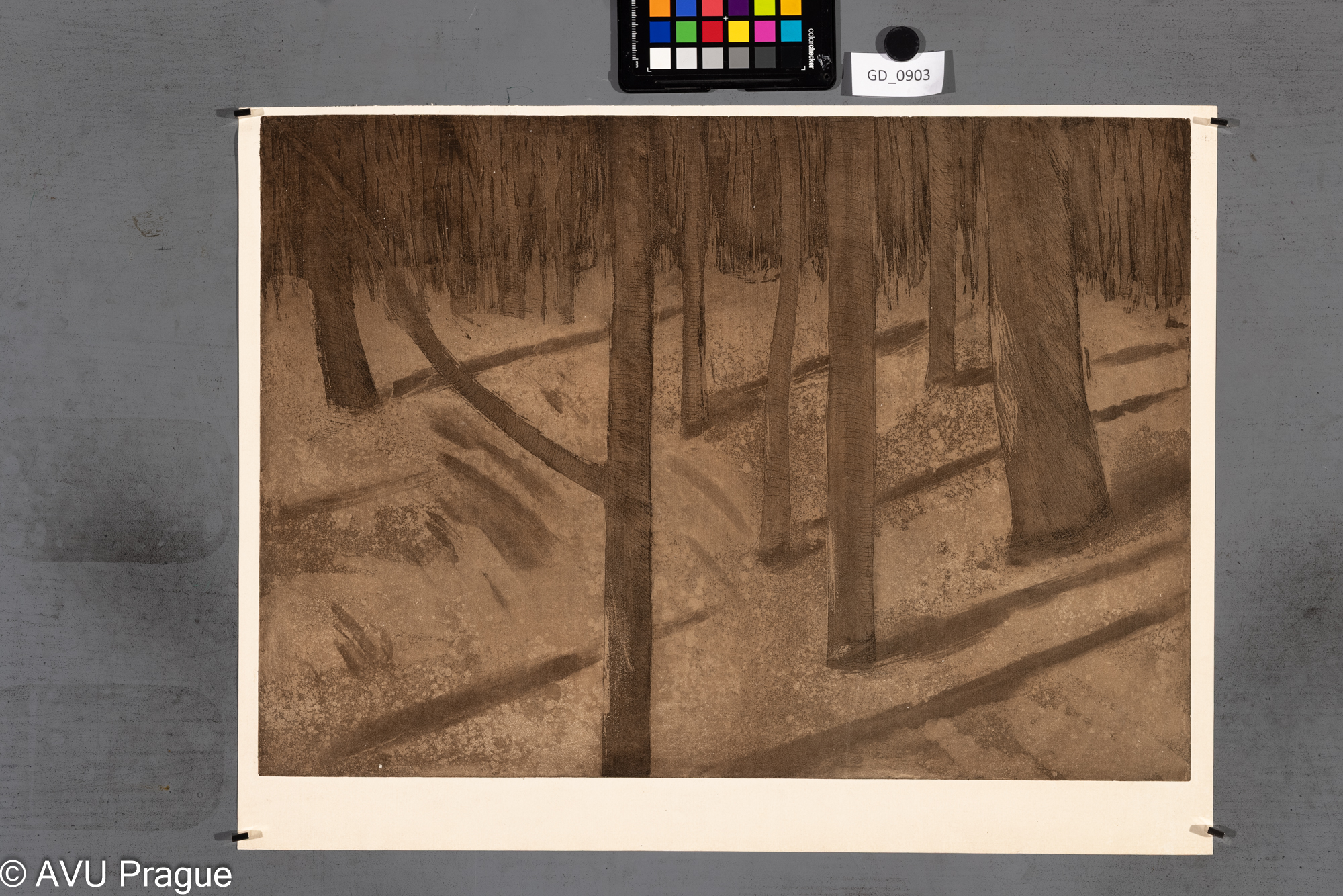 nezjištěno, stromy - kmeny,Lept / akvatinta, 38 x 53,5, 42,9 x 55,9