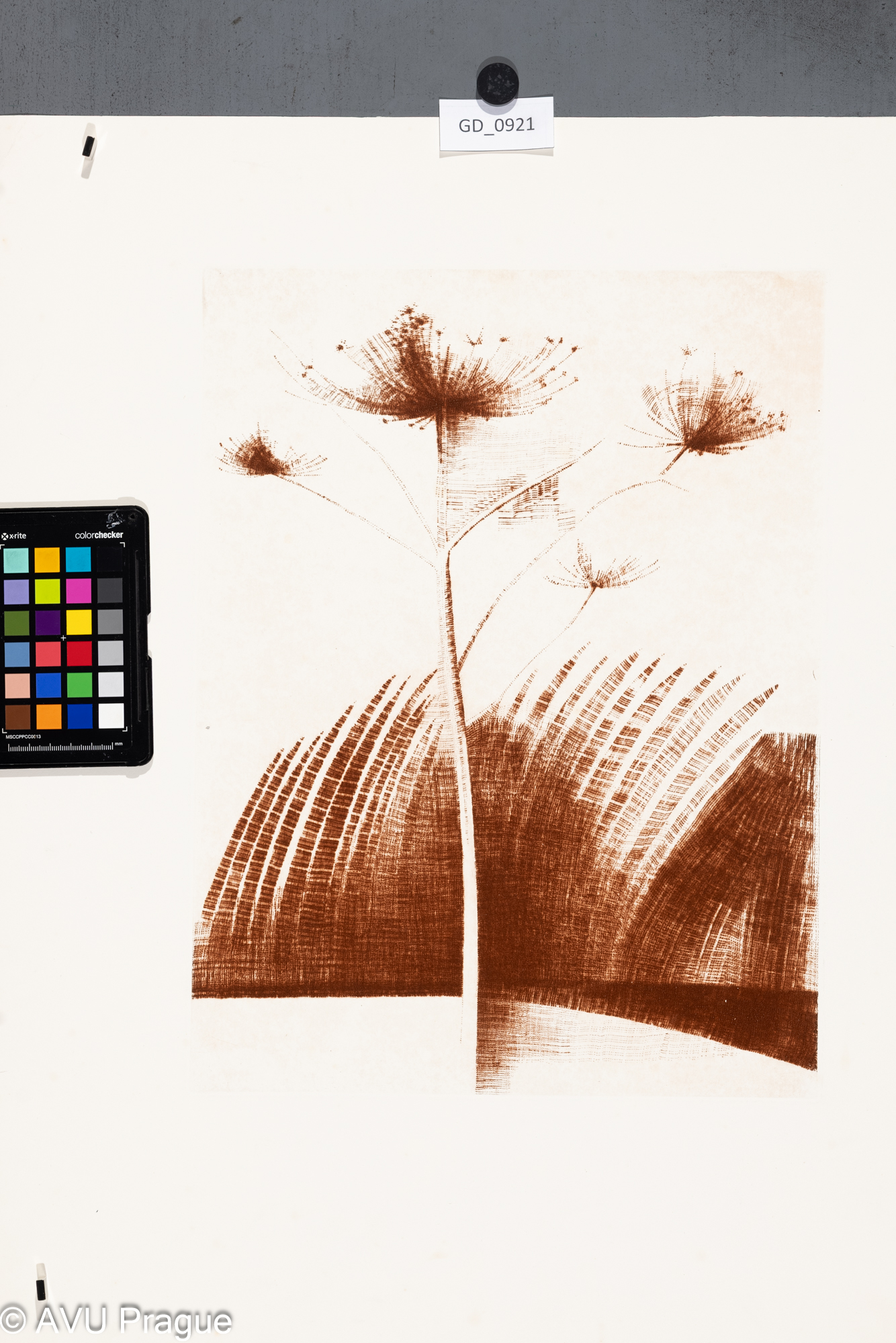 nezjištěno, Vegetace, Rytina skoblinou, 39,8 x 30, 60,5 x 50,2