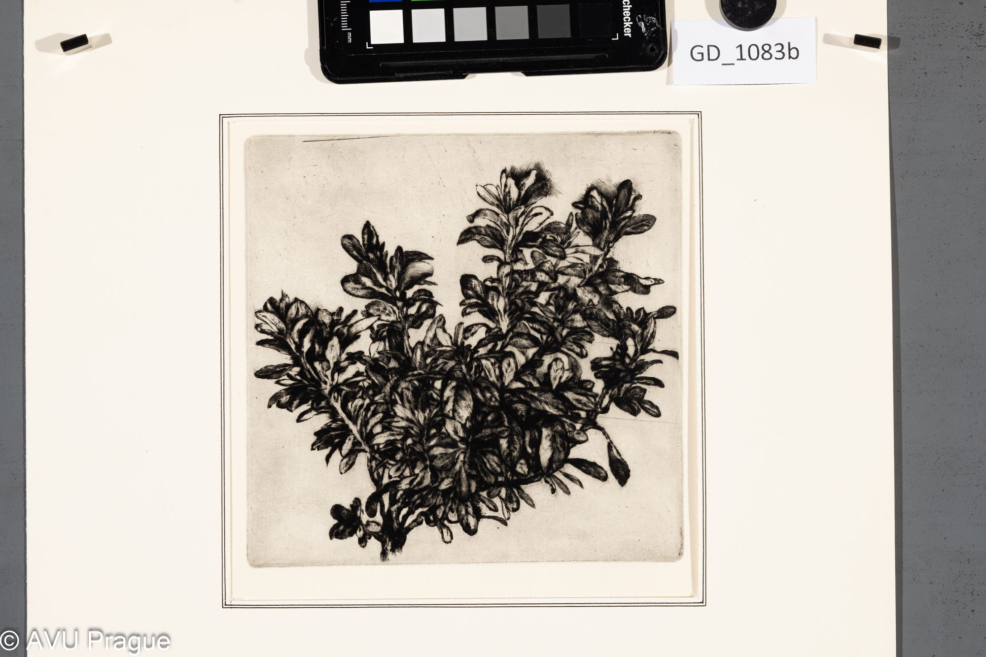 Ivana Kantůrková, Azalka,Suchá jehla, 15,7 x 15,4, 28,5 x 20,5, Čepelák