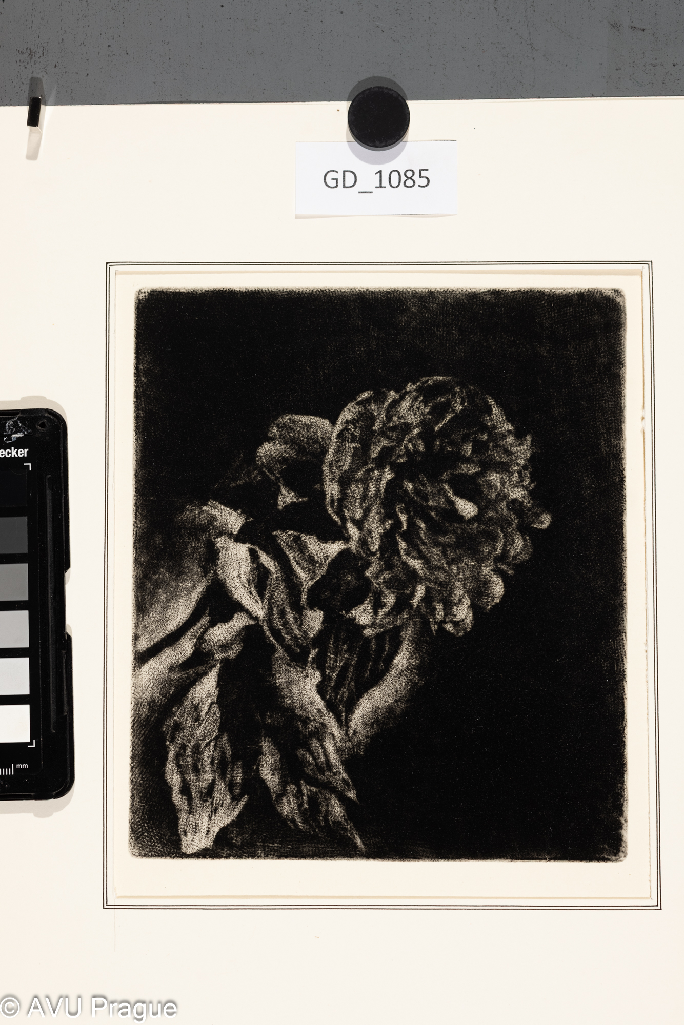 Ivana Kantůrková, Pivoňka,Mezzotinta, 18,3 x 15,9, 28,4 x 22,8, Čepelák