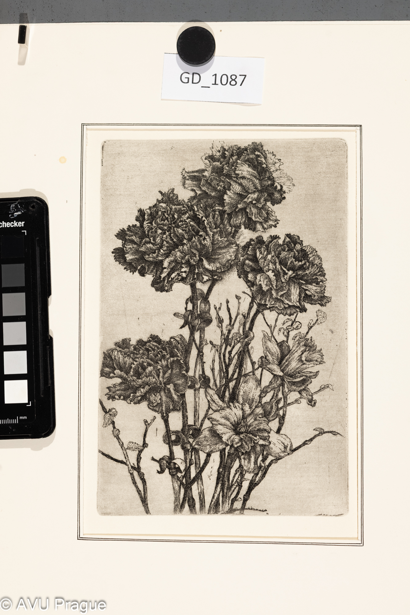 Ivana Kantůrková, Karafiáty, narcisyLept, 19,5 x 13,5, 28,9 x 20,3,Čepelák