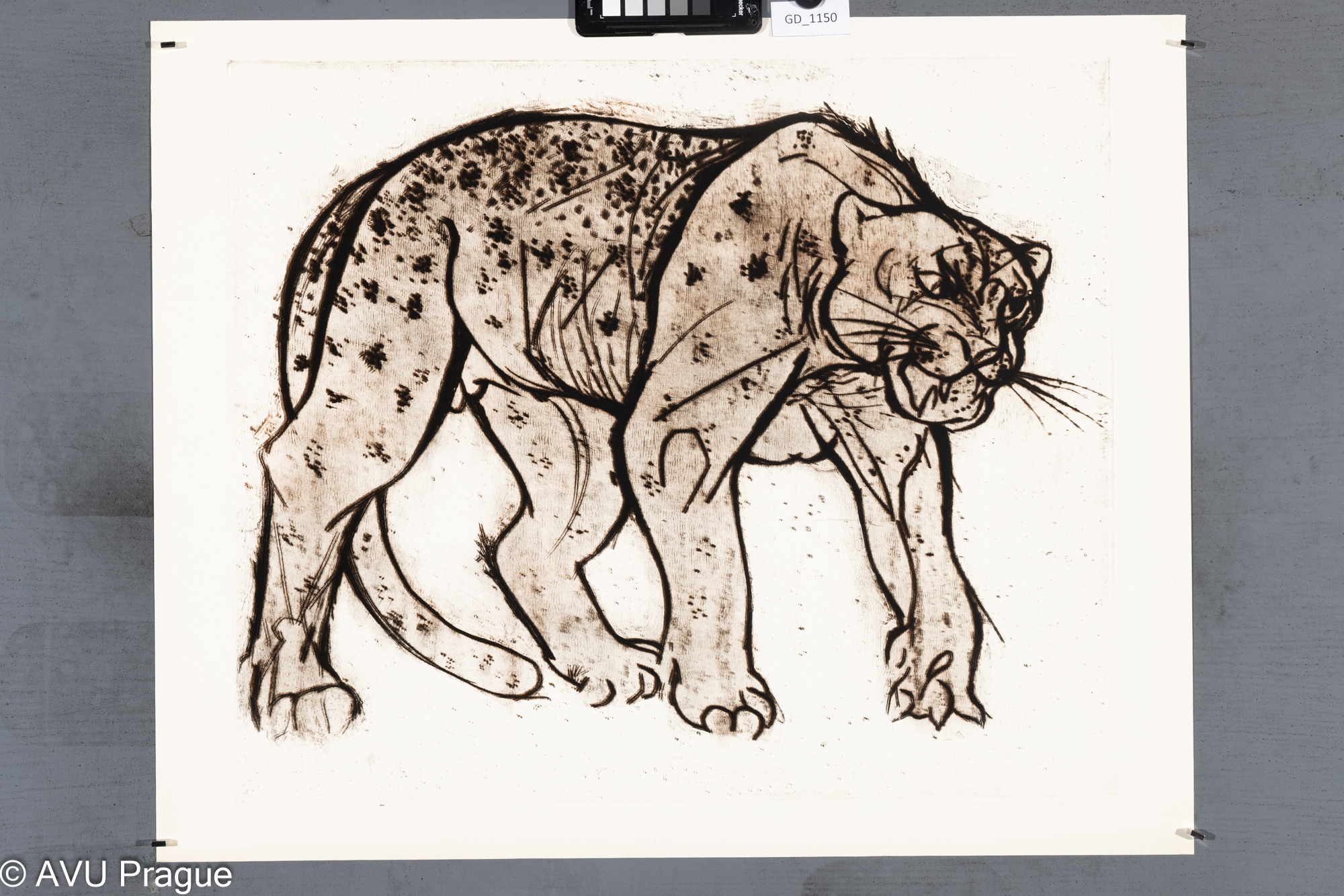 Magdalena Vovsová, Levhart, 1981, Suchá jehla, 53,7 x 59,5,           
56,4 x 69,6, Čepelák