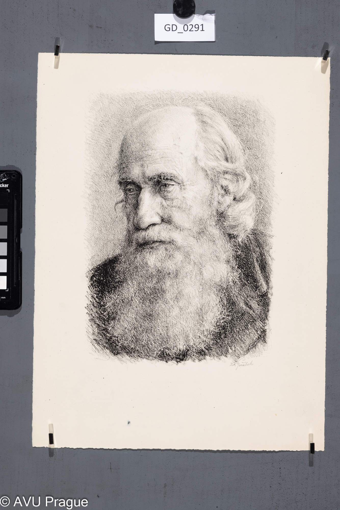 Hlava vousatého starce