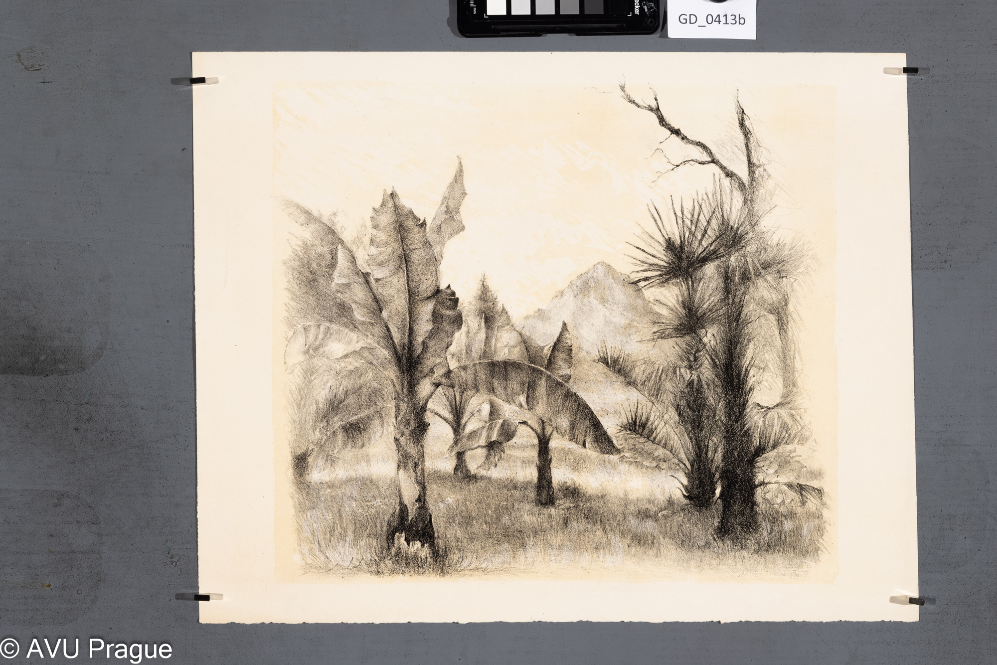 Krajina s banánovníky