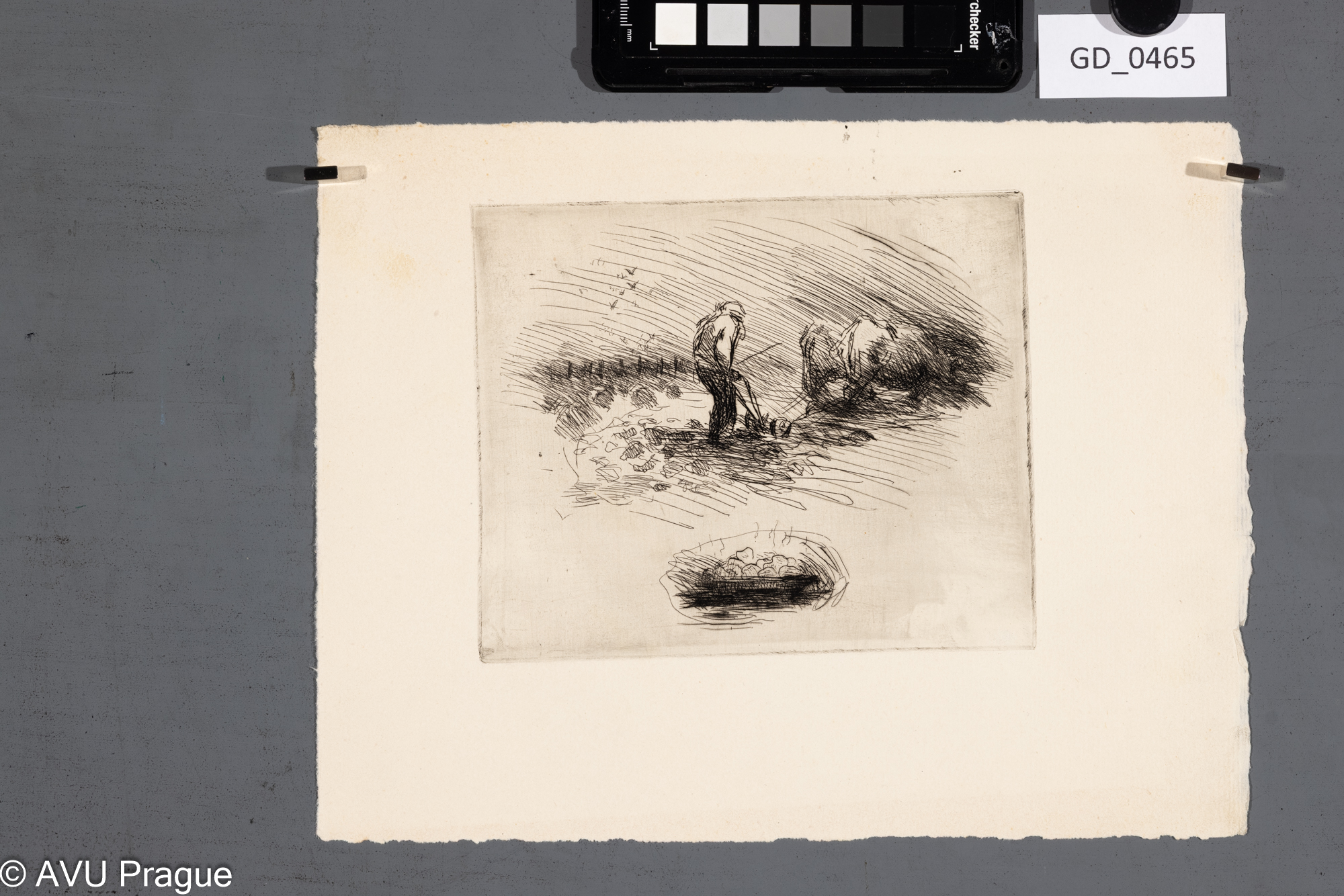 Studie vyorávání a brambory