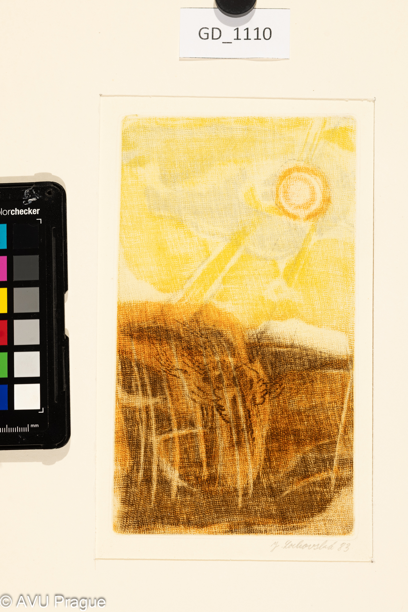 Pole a slunce, kohout