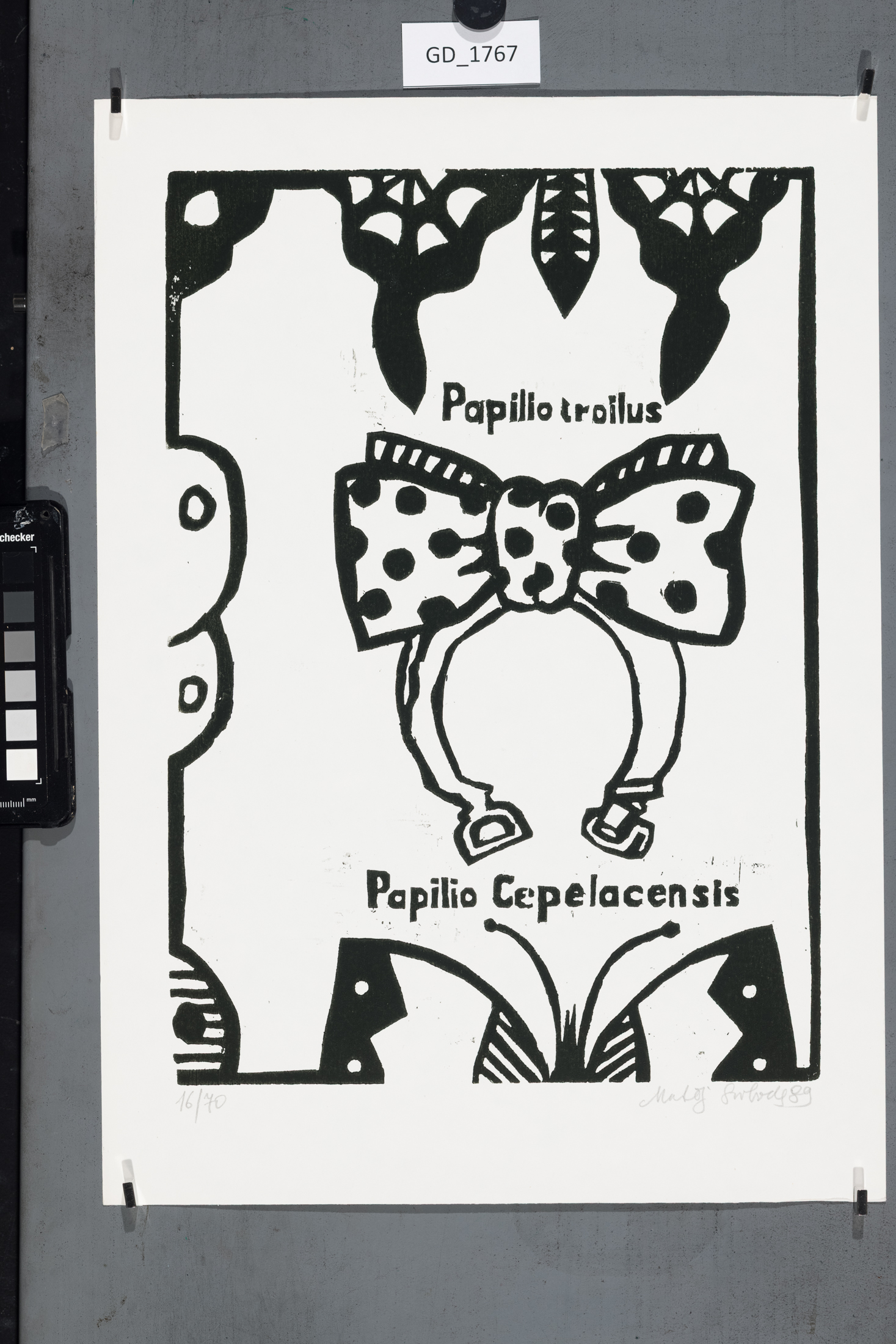 Papilio troilus
